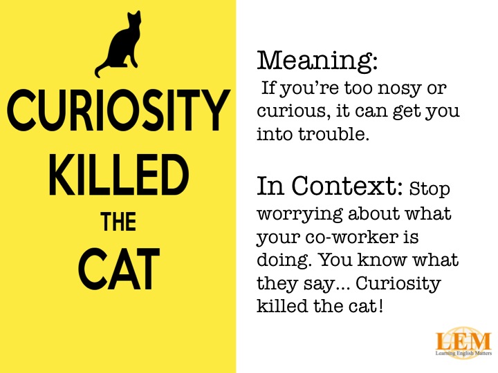 essay on curiosity killed the cat